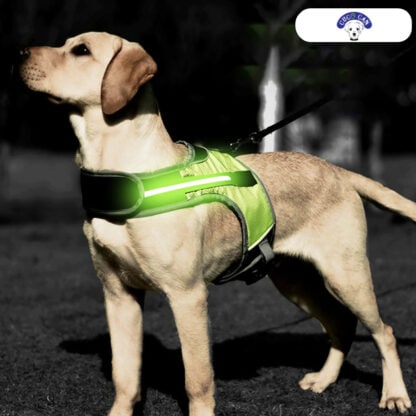 Pechera luminosa con LED para seguridad de tu perro